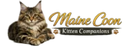 maine coon kitten