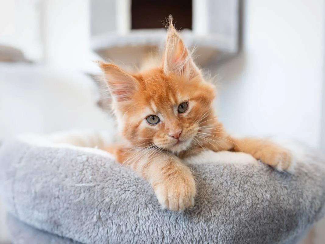 maine coon kitten playing